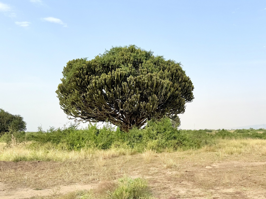 Euphorbia ingens, Queen Elizabeth National Park, Busongora, Western, UG, by Ashley M Bradford