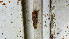 Thysanoplusia orichalcea
