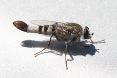 Apiocera