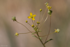 Cleomella parviflora