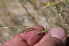 Cleomella parviflora