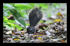 Rhipidura albicollis