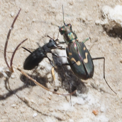 Cicindela haemorrhagica