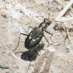 Cicindela haemorrhagica
