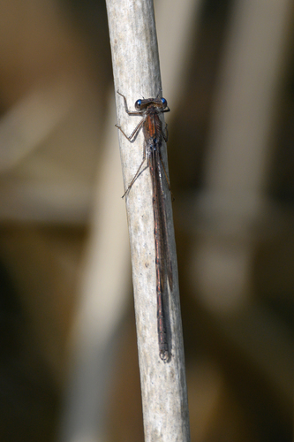 Siberian Winter Damsel, Scheerwolde, Netherlands, photo 9 of 10