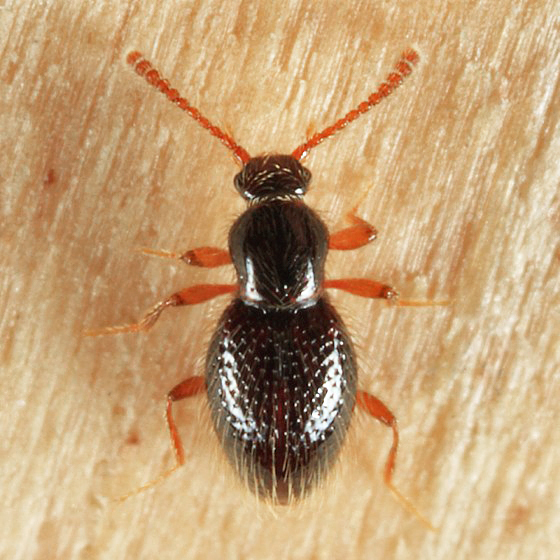 Brachycepsis subpunctatus