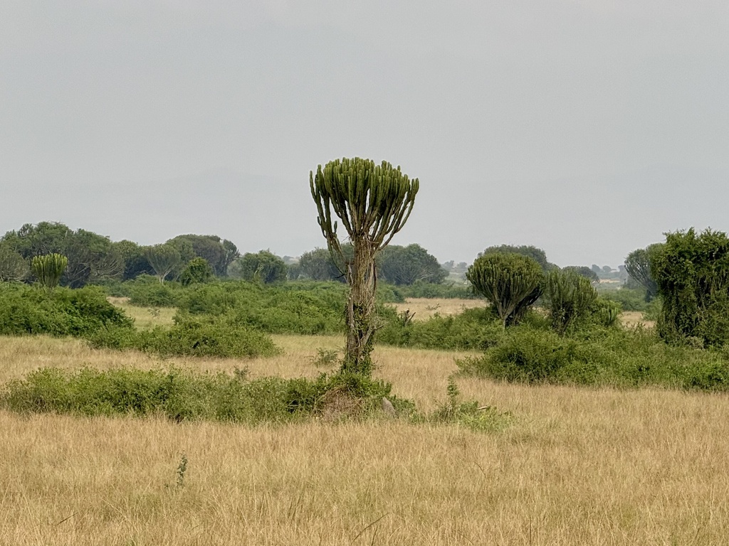 Euphorbia ingens, Queen Elizabeth National Park, Busongora, Western, UG, by Ashley M Bradford