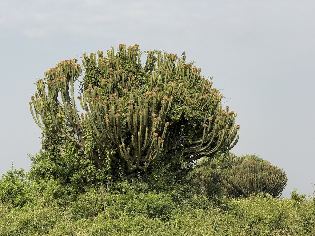 Euphorbia ingens, Queen Elizabeth National Park, Busongora, Western, UG, by Ashley M Bradford