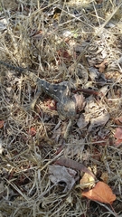 Chamaeleo chamaeleon