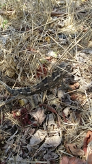 Chamaeleo chamaeleon