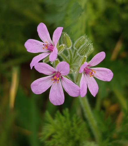 Salzmann's reigersbek (Erodium salzmannii)