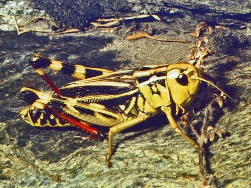 Large Banded Grasshopper