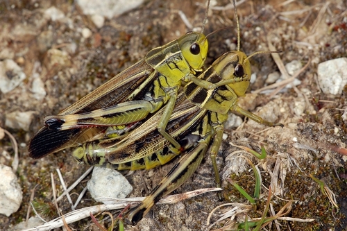 Large Banded Grasshopper