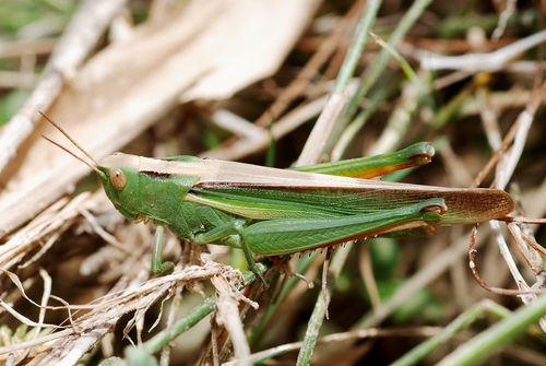 Tricolor Grasshopper