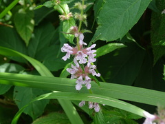 Stachys pilosa