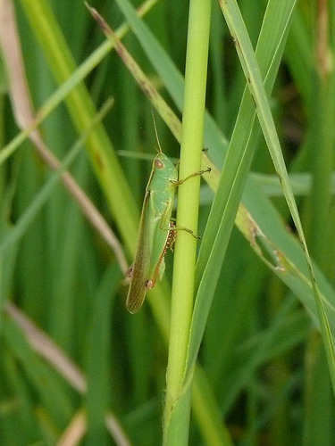 Tricolor Grasshopper