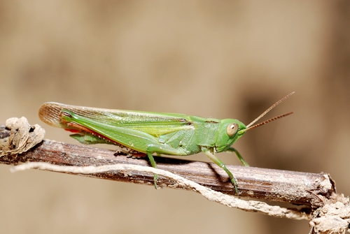 Tricolor Grasshopper