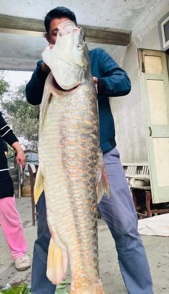 Qiaojie Mahseer