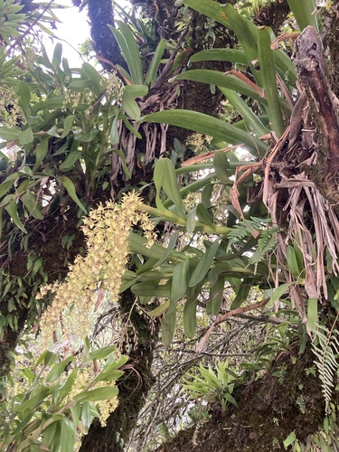Epidendrum excisum, photograph 4