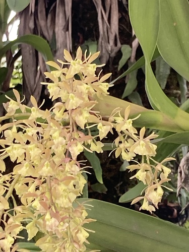 Epidendrum excisum, photograph 5