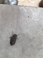 Acraephia perspicillata