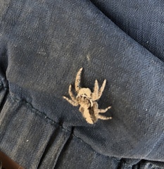Platycryptus