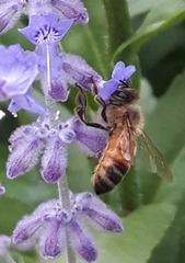 Apis mellifera