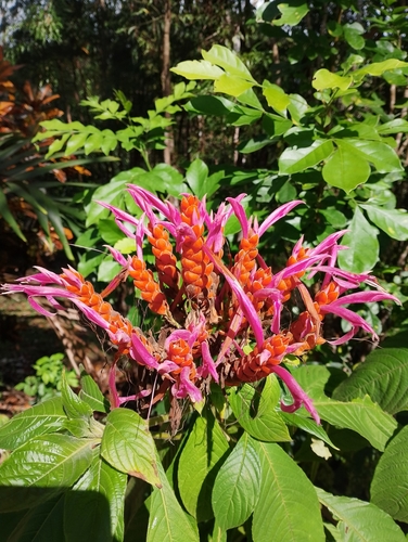 Panama Queen (Aphelandra sinclairiana)