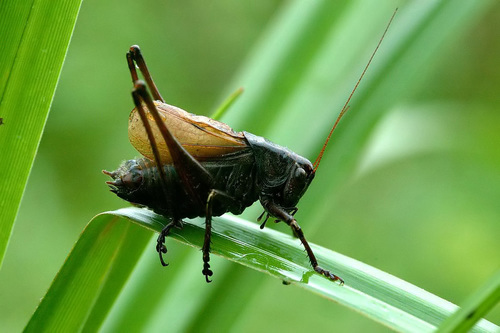 Adriatic Marbled Bush-cricket