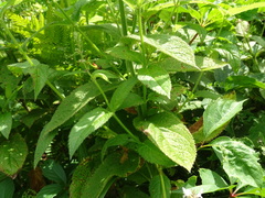 Stachys pilosa