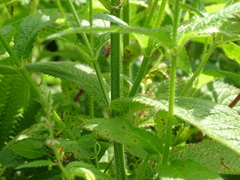 Stachys pilosa