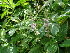 Stachys pilosa