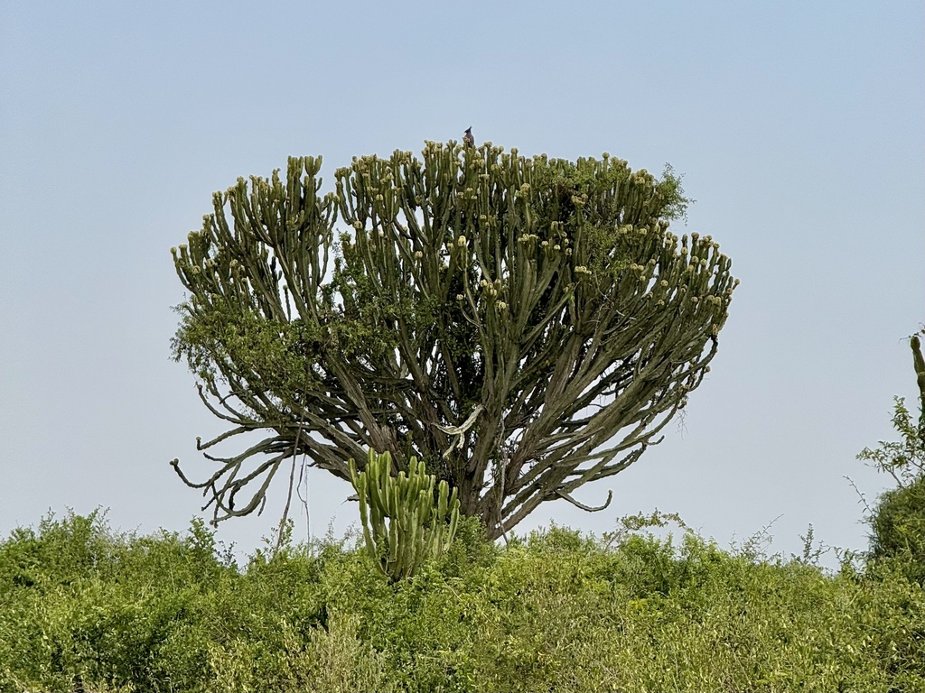 Euphorbia ingens, Queen Elizabeth National Park, Busongora, Western, UG, by Ashley M Bradford