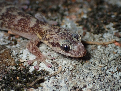 European Leaf-toed Gecko, photo 5 of 10