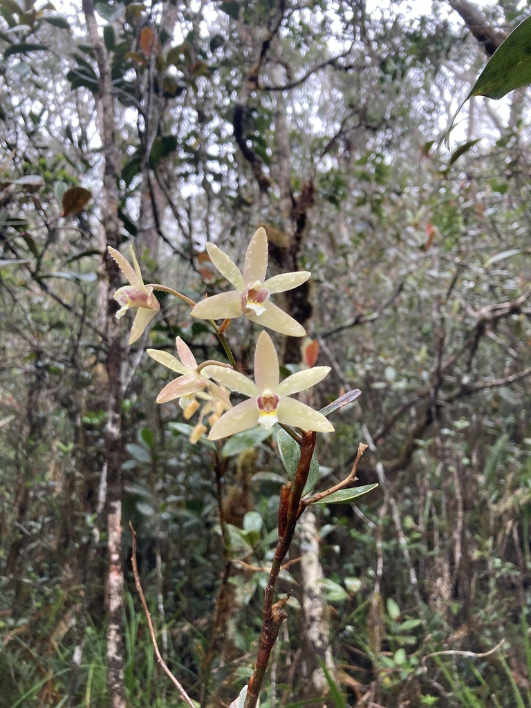 Dendrobium kinabaluense Ridl. 2