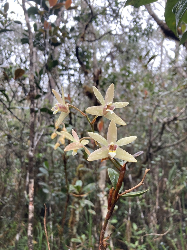 Dendrobium kinabaluense Ridl. 3
