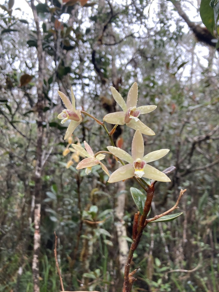 Dendrobium kinabaluense Ridl. 4