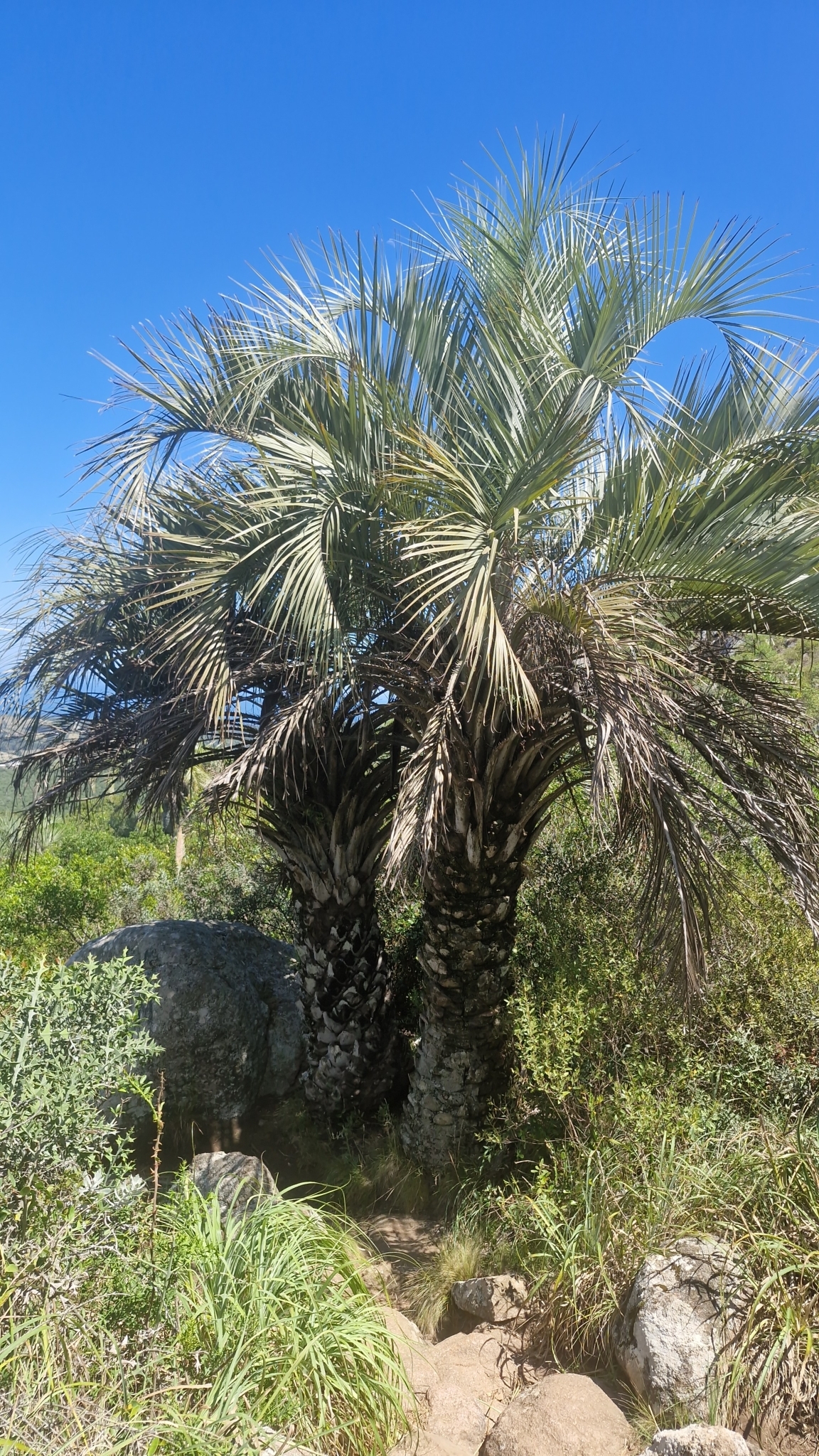 Imagem de Butiá-da-praia