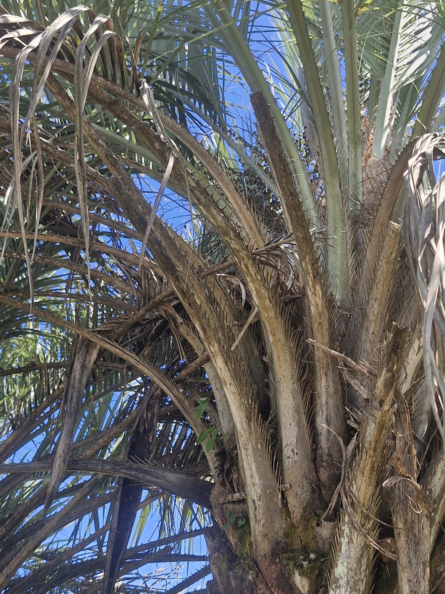 Imagem de Butiá-da-praia