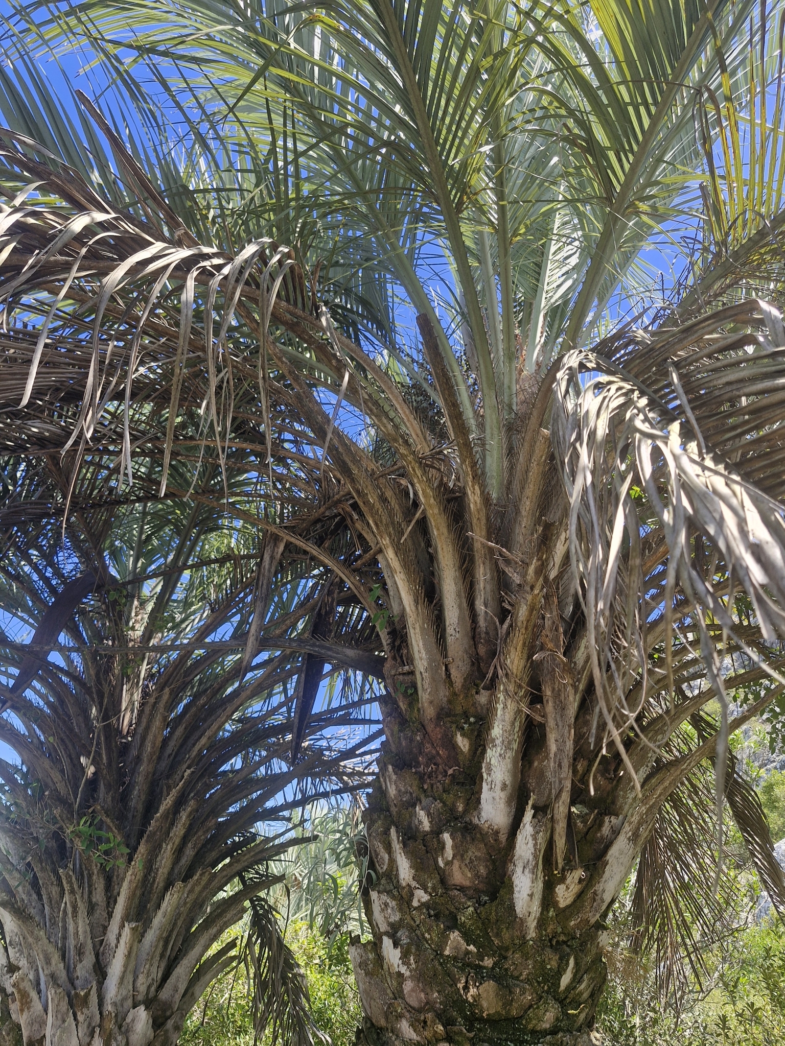 Imagem de Butiá-da-praia