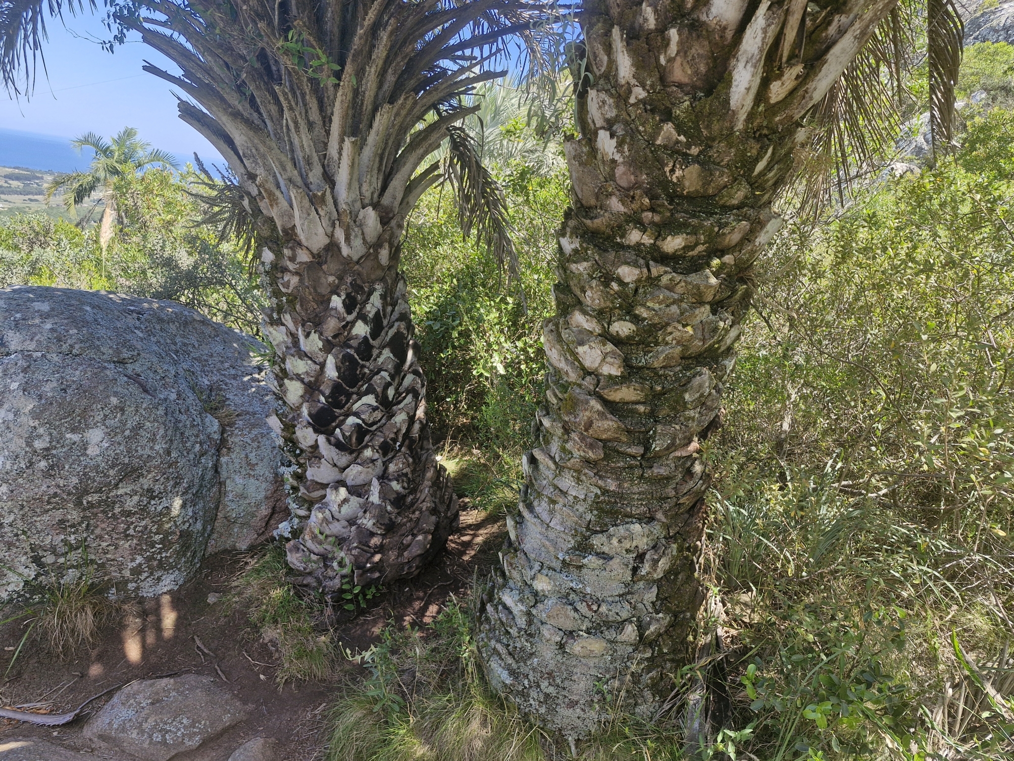 Imagem de Butiá-da-praia