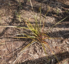 Dianella haematica