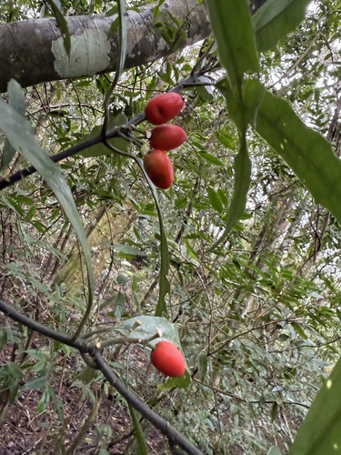 Foto de Aucuba-japônica