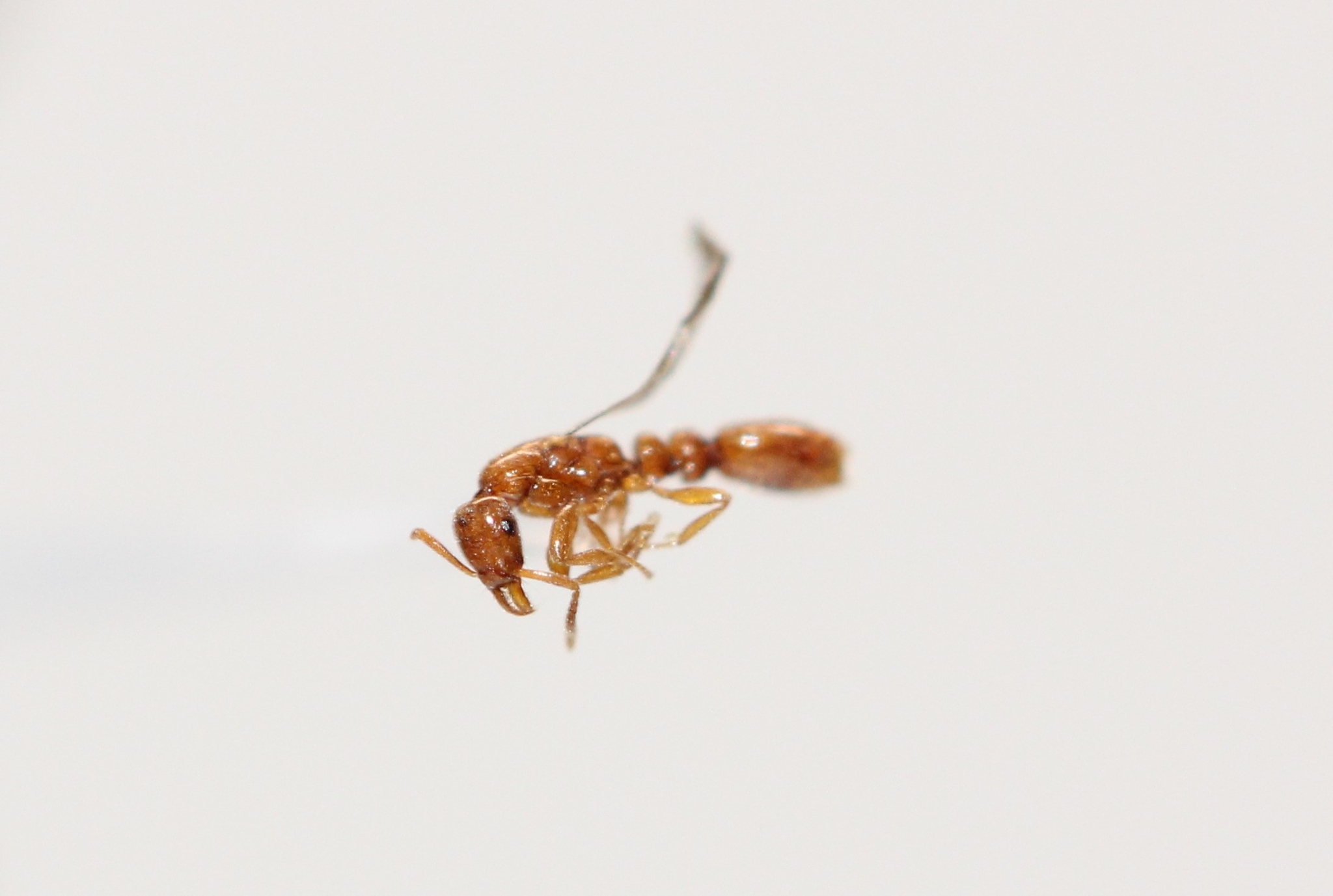 Protanilla lini