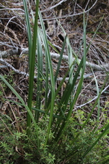 Dianella haematica