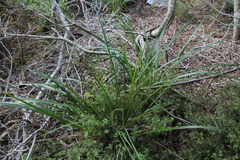 Dianella haematica