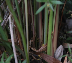 Dianella haematica