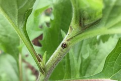 Brachiacantha ursina