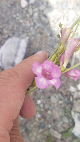 Incarvillea olgae, photograph 5