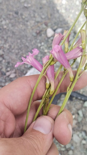 Incarvillea olgae, photograph 4